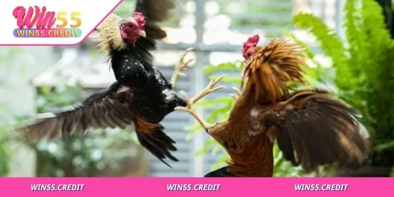 Cách Chọn Gà Chọi Đúng Chuẩn Từ Ngoại Hình Đến Thể Lực 1 Dáng gà, vảy chân, đầu cổ, mắt mỏ là điểm cần chú ý